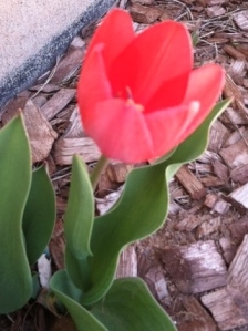 our first tulip just bloomed