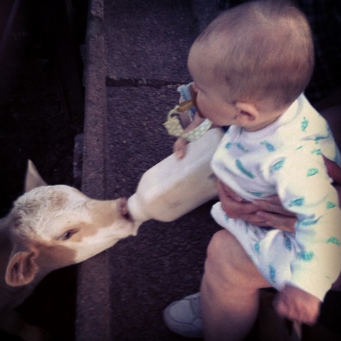 feeding the bottle calf with grandpa.